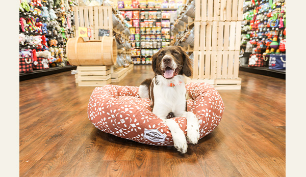 Hollywood feed dog outlet beds